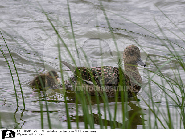 Pfeifente mit Kken / Wigeon with chicks / HB-02379