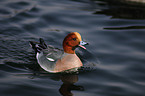 Eurasian wigeon