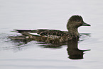 eurasean widgeon