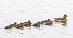Eurasian wigeons