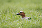 eurasian wigeon
