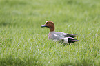 eurasian wigeon