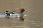 swimming Eurasian Wigeon