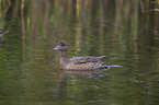swimming Eurasian Wigeon