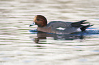 swimming Eurasian Wigeon