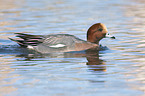 swimming Eurasian Wigeon