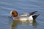 eurasian wigeon