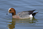 eurasian wigeon