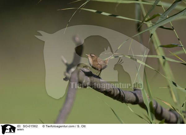 wren / SO-01562