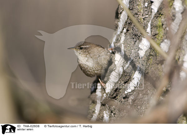 winter wren / THA-02608