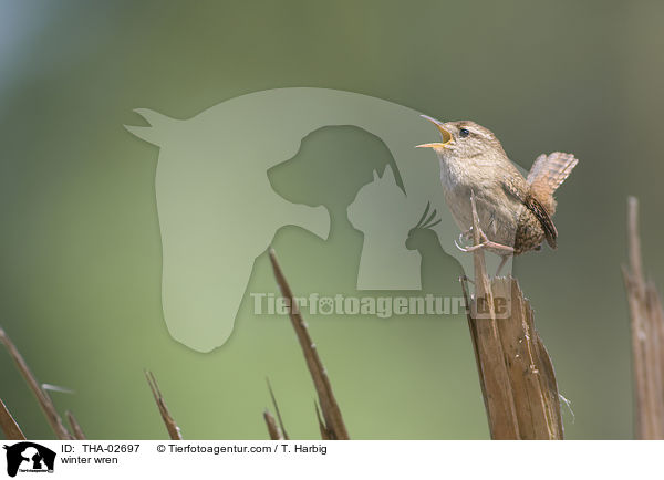 Zaunknig / winter wren / THA-02697