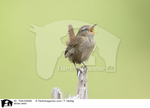 Zaunknig / winter wren / THA-02698