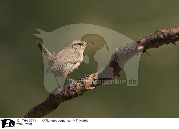 winter wren / THA-02711
