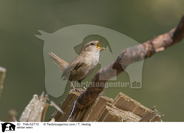 winter wren / THA-02715