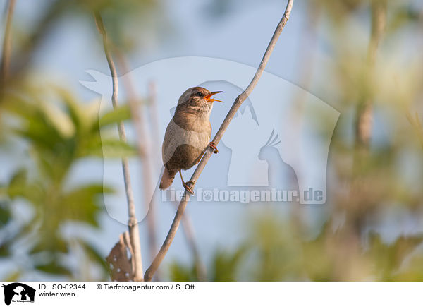 winter wren / SO-02344