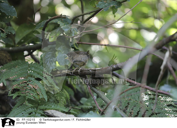 junger Zaunknig / young Eurasian Wren / FF-10215