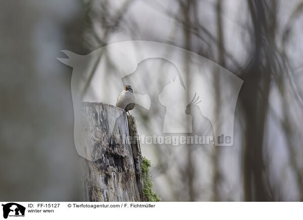 Zaunknig / winter wren / FF-15127