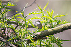 winter wren