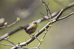winter wren