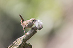 winter wren