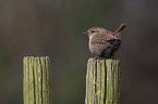 sitting Eurasian Wren