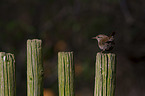 sitting Eurasian Wren