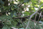 young Eurasian Wren