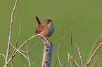 winter wren