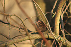 winter wren