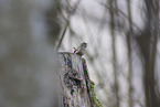 winter wren
