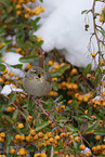 winter wren