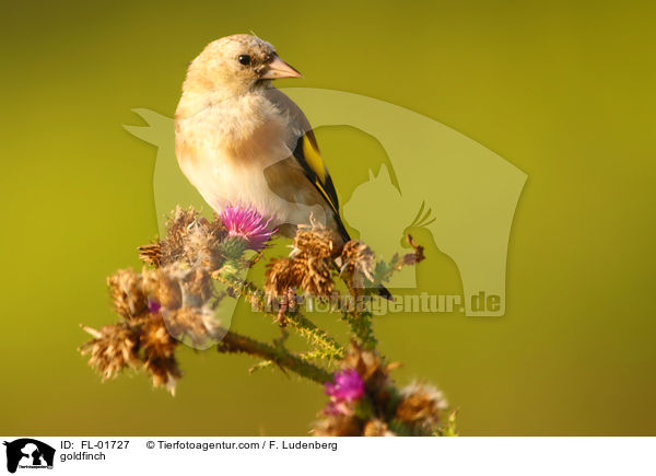 goldfinch / FL-01727