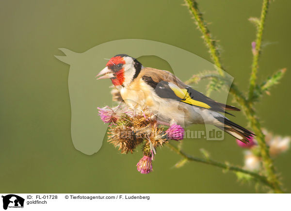 goldfinch / FL-01728