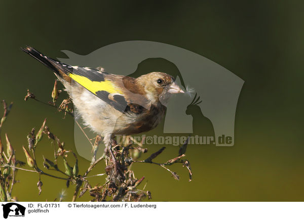 goldfinch / FL-01731