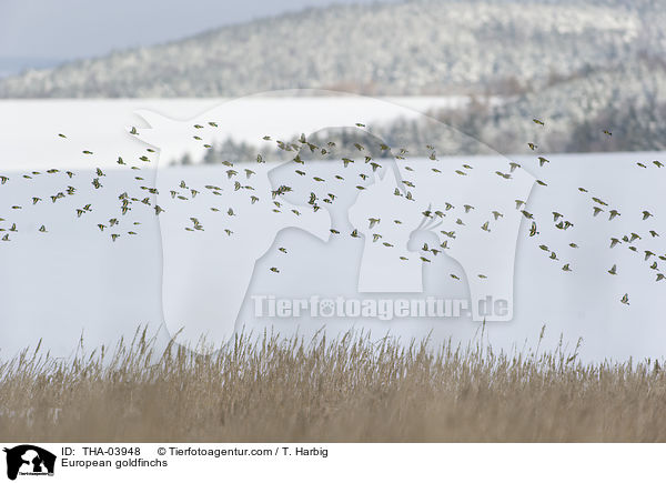 European goldfinchs / THA-03948