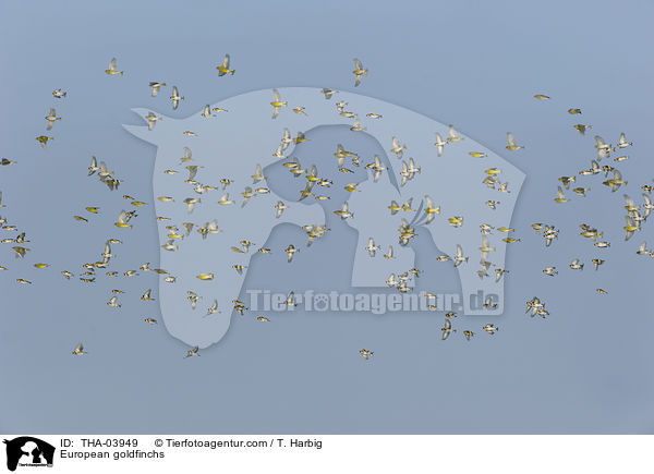 European goldfinchs / THA-03949
