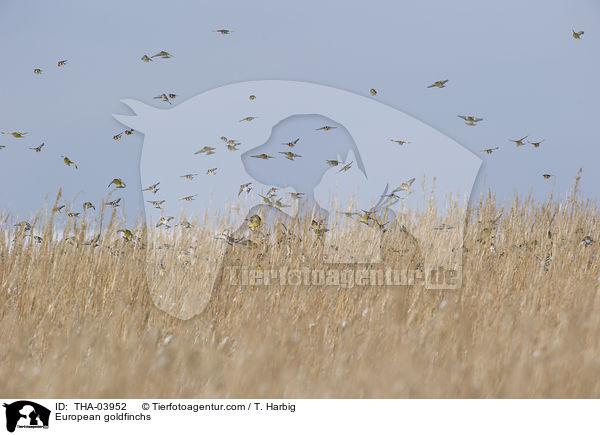 European goldfinchs / THA-03952