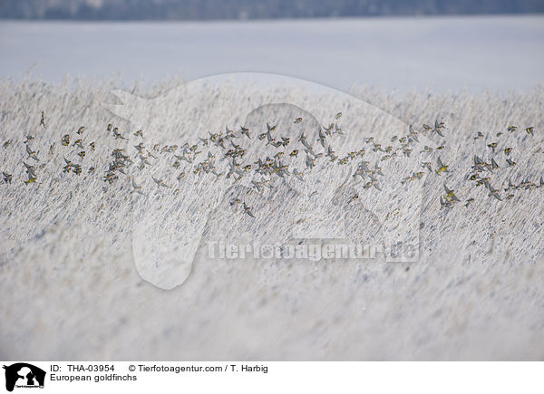European goldfinchs / THA-03954
