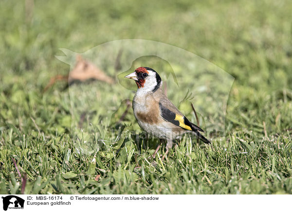 European goldfinch / MBS-16174