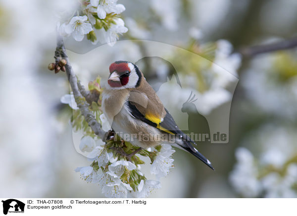 Stieglitz / European goldfinch / THA-07808
