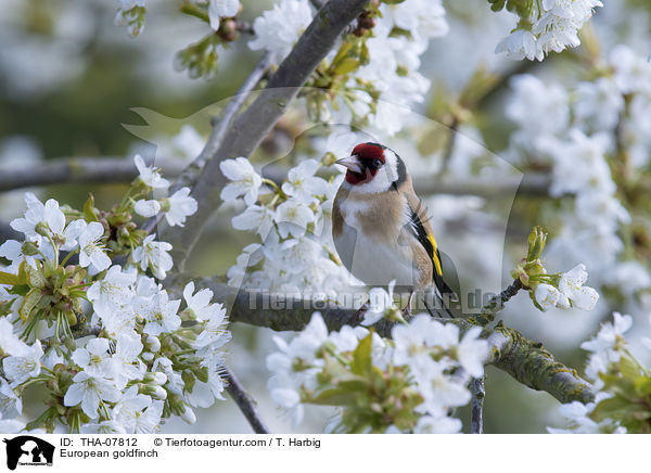 Stieglitz / European goldfinch / THA-07812