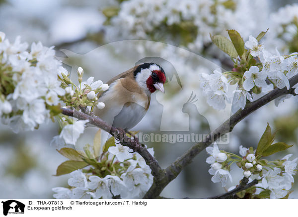 Stieglitz / European goldfinch / THA-07813