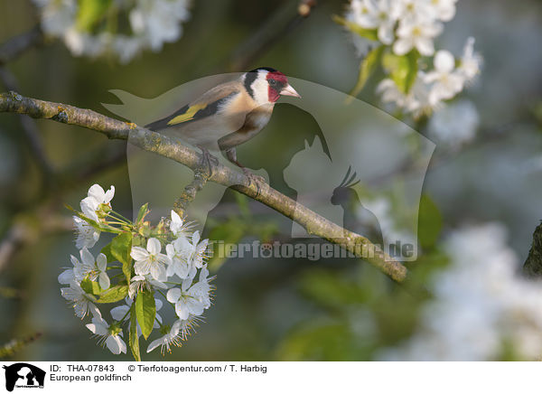 European goldfinch / THA-07843
