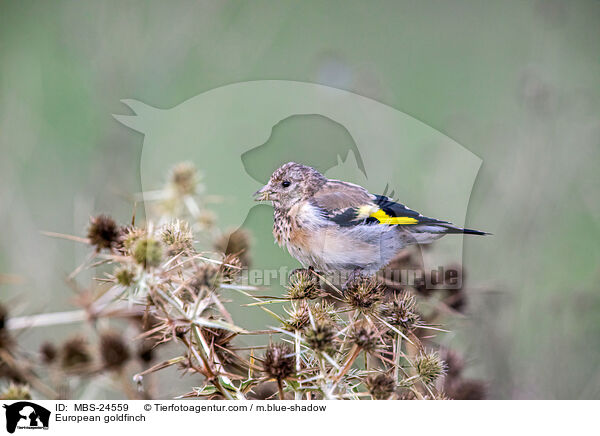 Stieglitz / European goldfinch / MBS-24559
