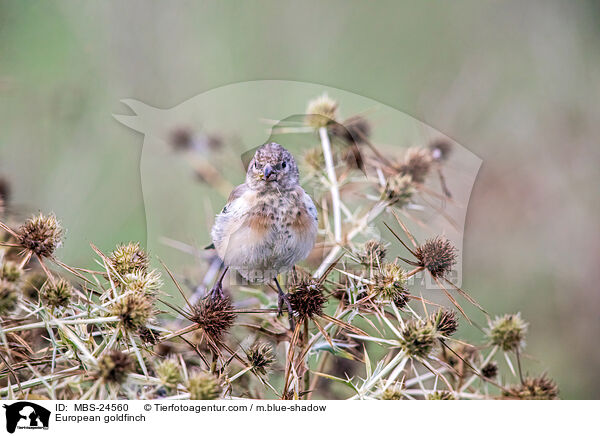 European goldfinch / MBS-24560