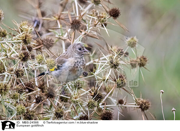 Stieglitz / European goldfinch / MBS-24566