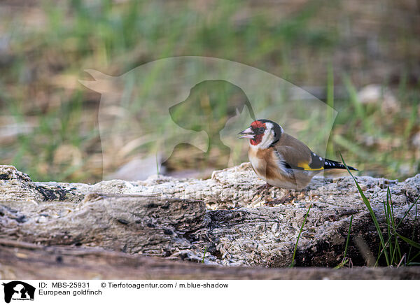 European goldfinch / MBS-25931