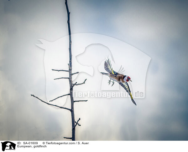 European, goldfinch / SA-01609