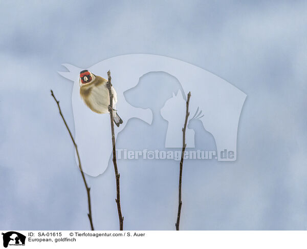 European, goldfinch / SA-01615