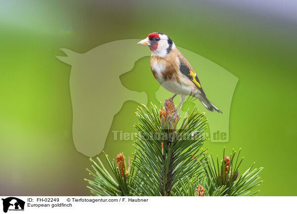 European goldfinch / FH-02249